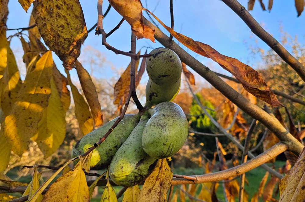 Waldgarten / Agroforst